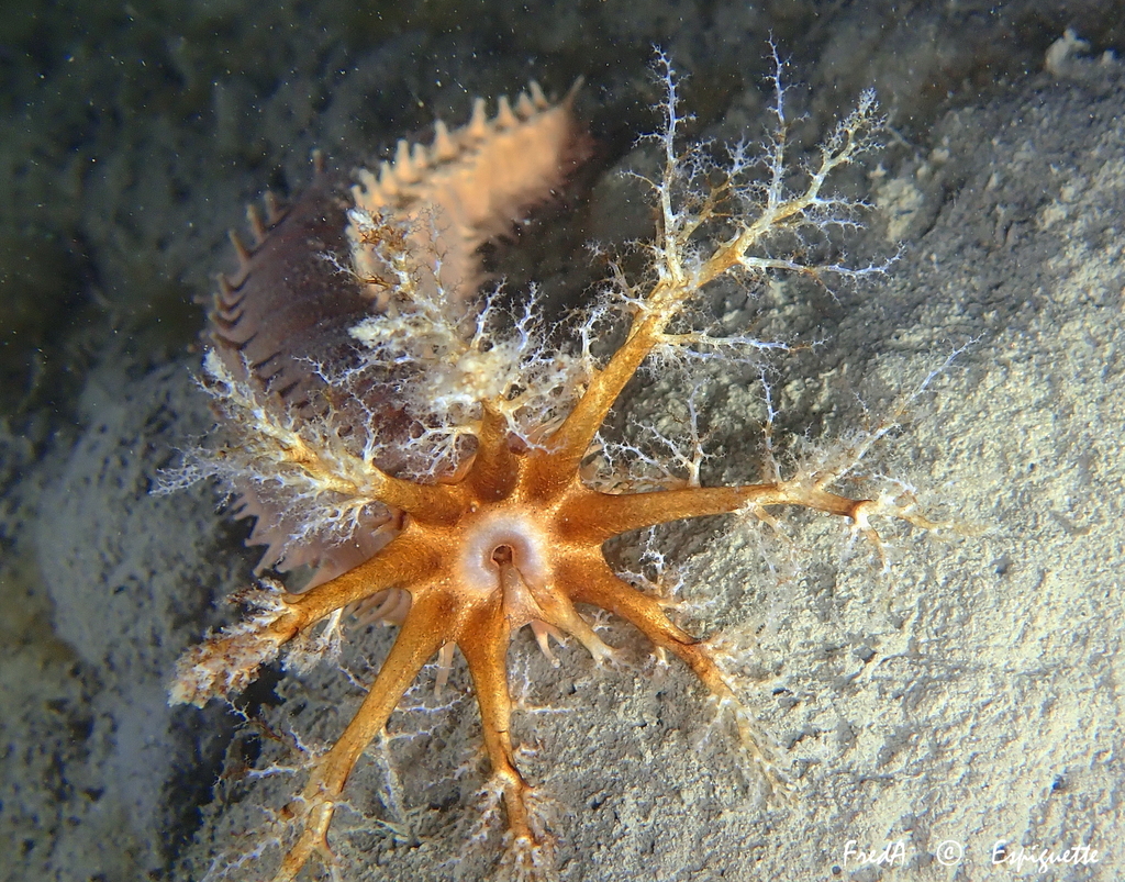 Planc's Brown Sea Cucumber