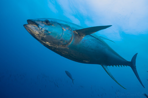 Yellowfin Tuna