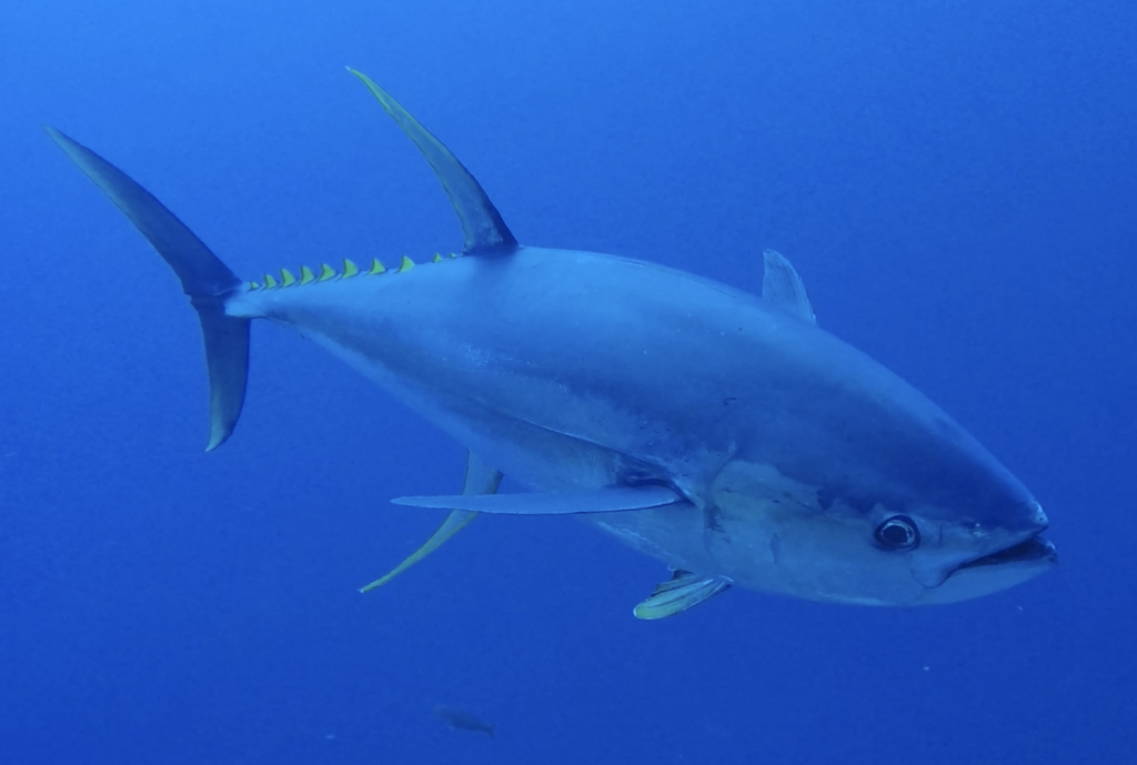Thon albacore