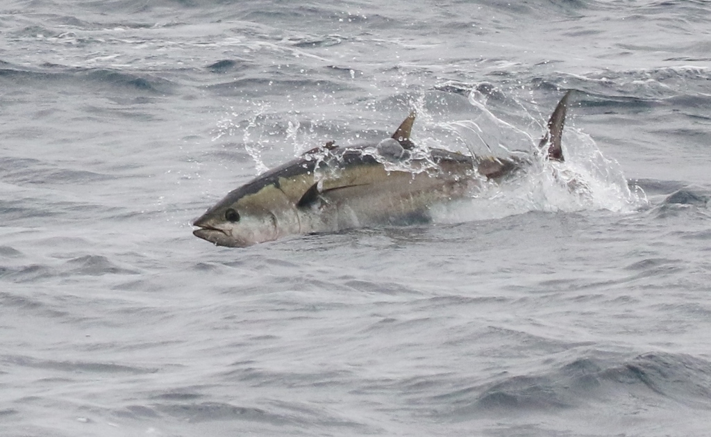 Thon albacore
