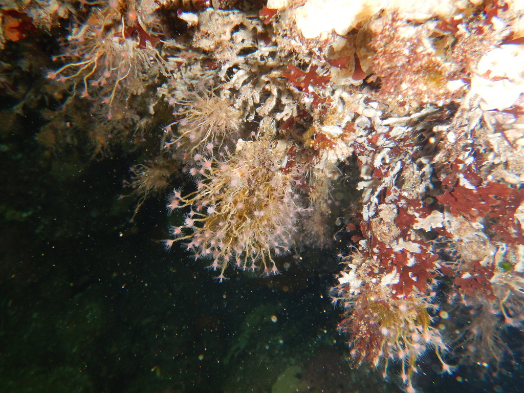 Tubular Hydroid