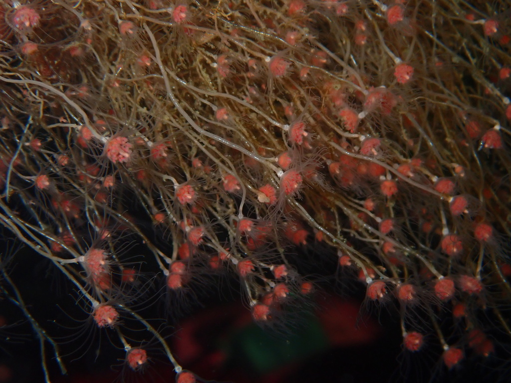 Tubular Hydroid