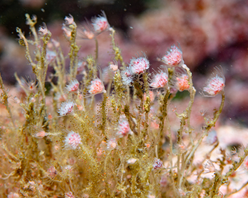 tubular hydroid