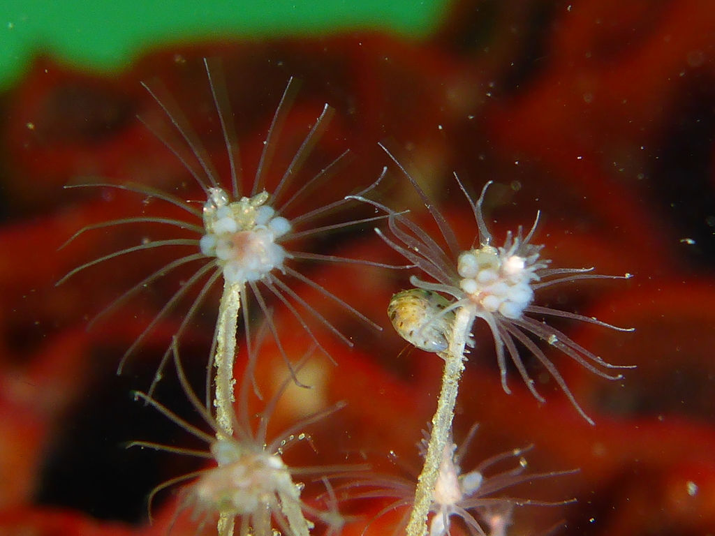 Tubular Hydroid