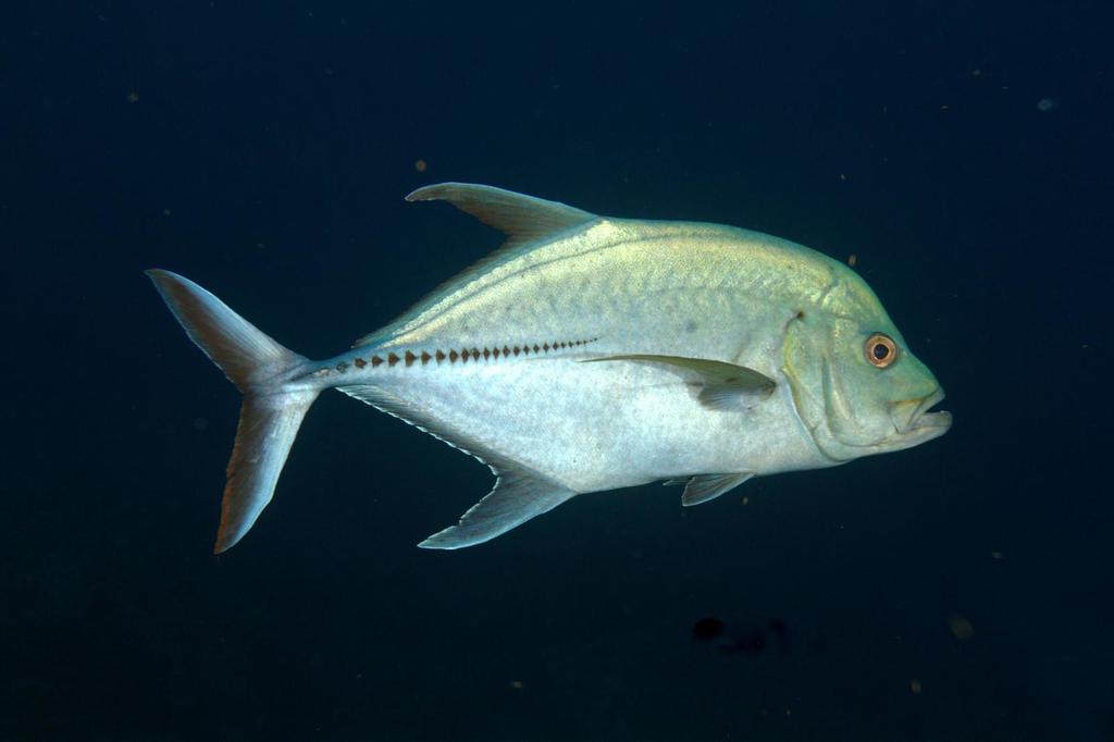 Black Trevally