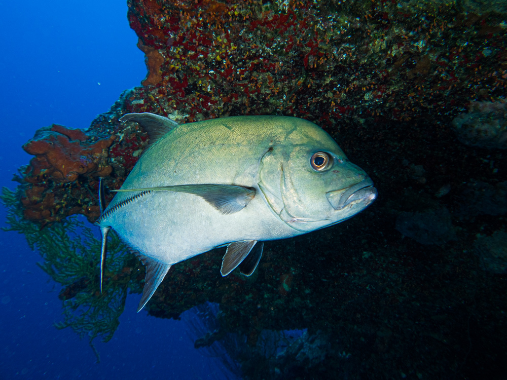Black Trevally