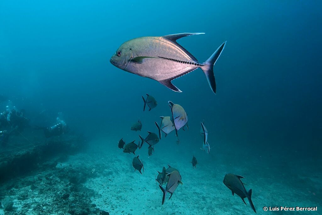 Black Trevally