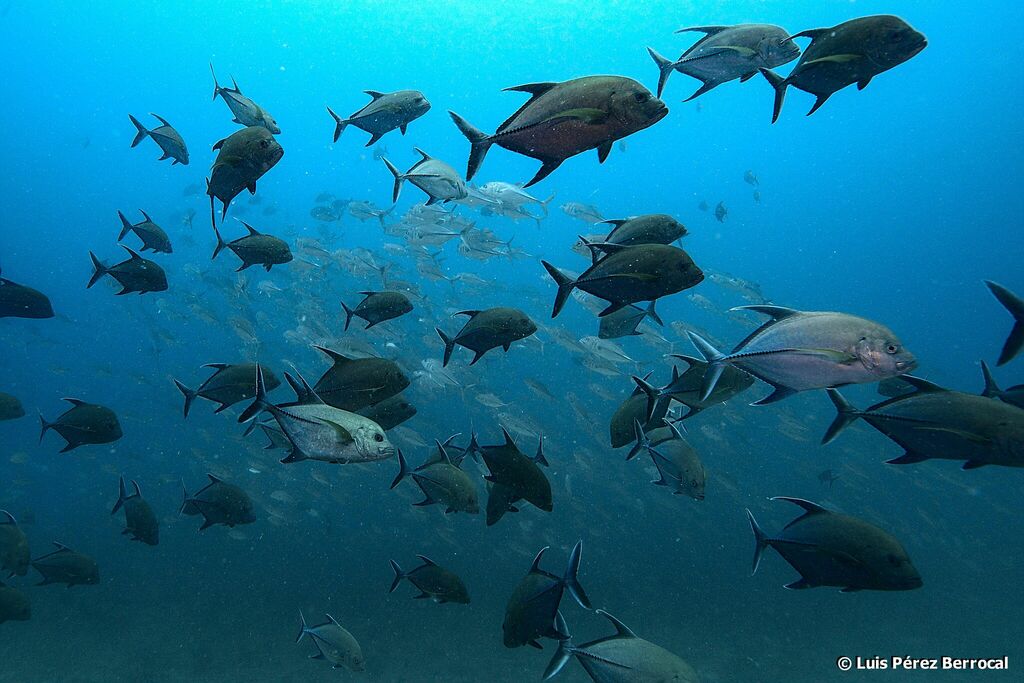 Black Trevally