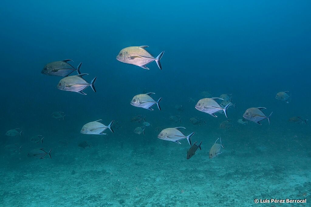 Black Trevally