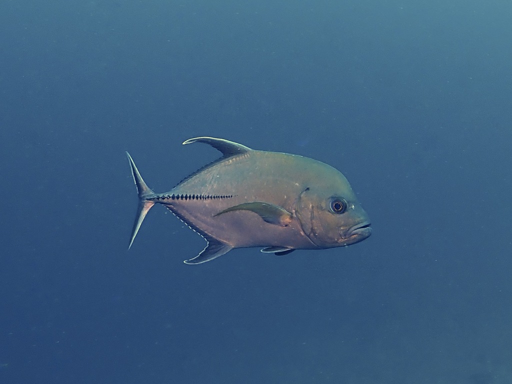 Black Trevally