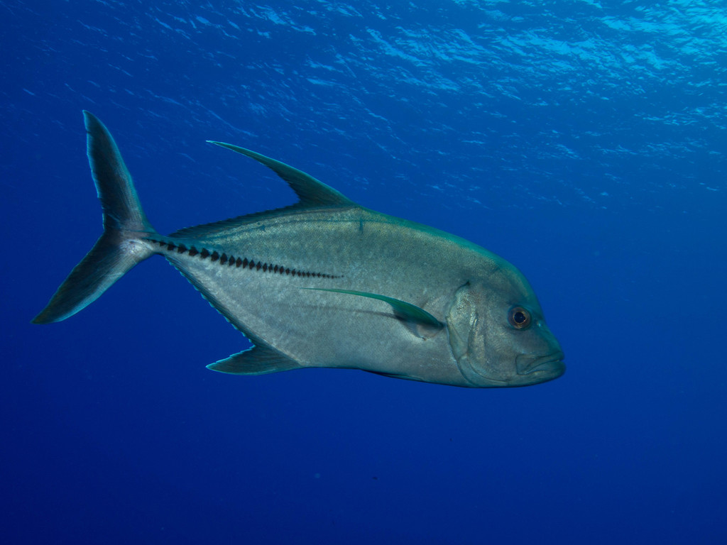 Black Trevally