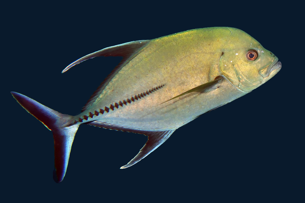 Black Trevally