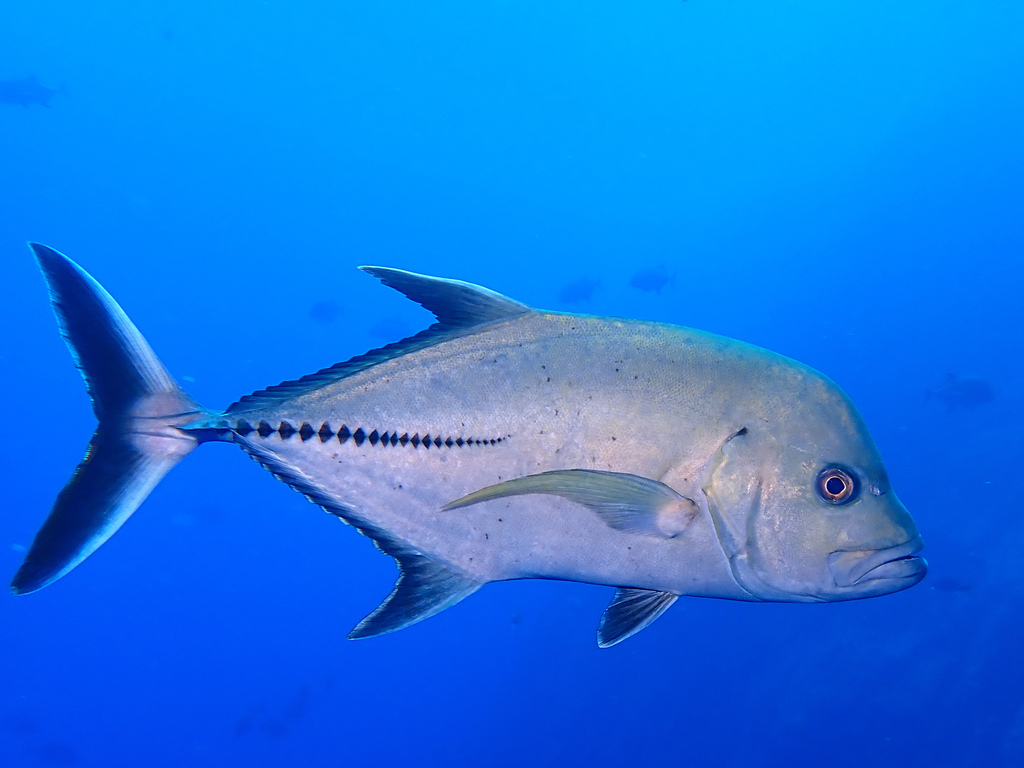 Black Trevally