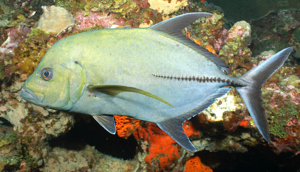 Black Trevally