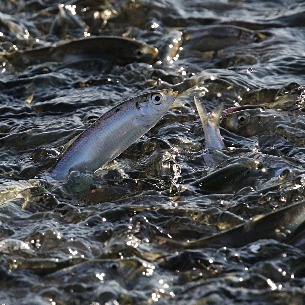 European Sprat