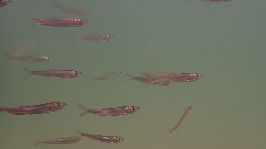 European Sprat