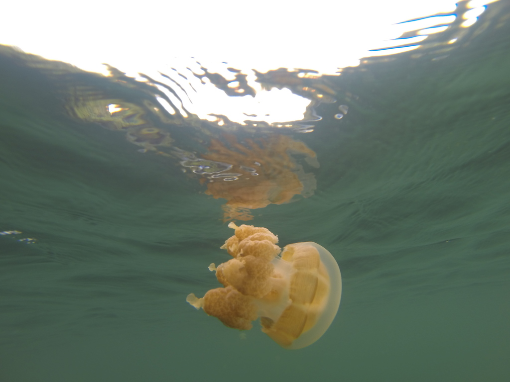 Papuan Spotted Jelly