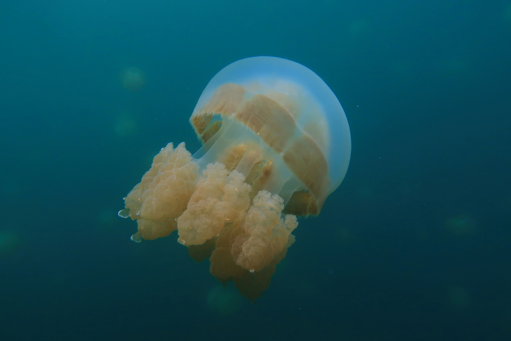 Papuan Spotted Jelly