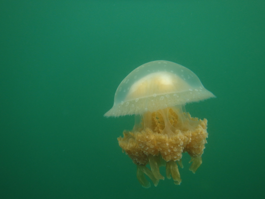 Papuan Spotted Jelly