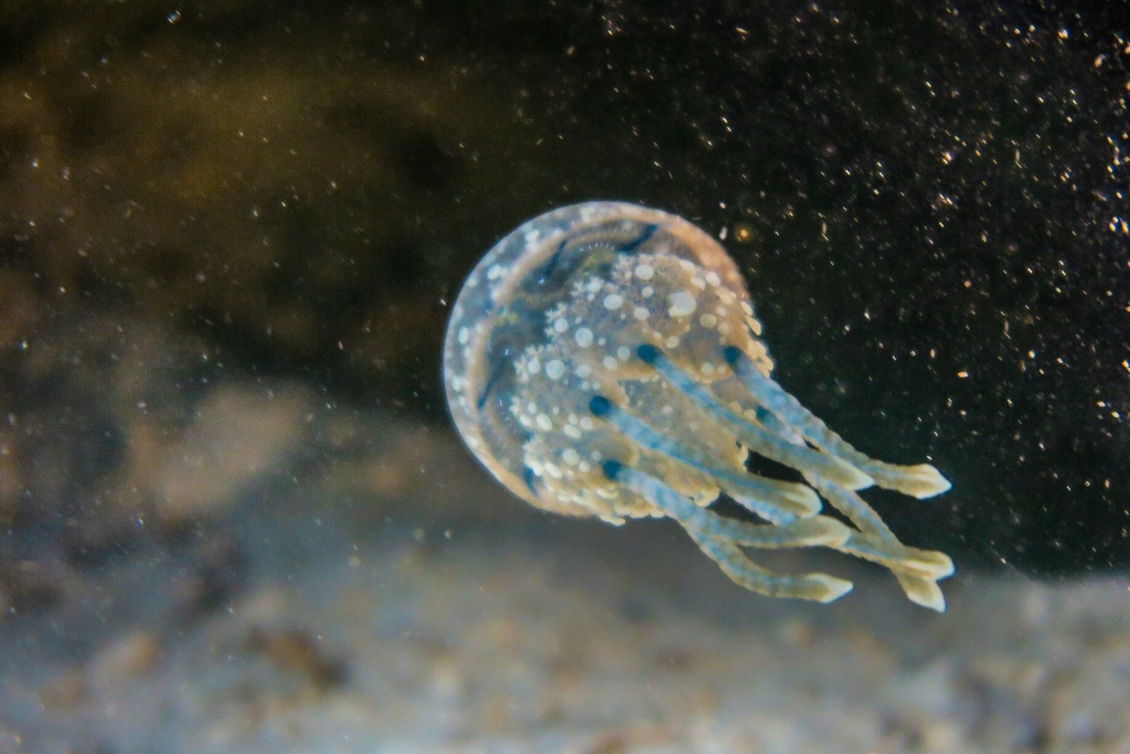 Papuan Spotted Jelly