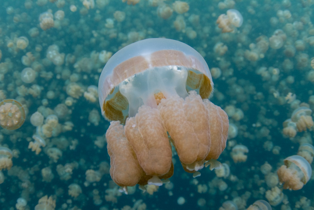 Papuan Spotted Jelly