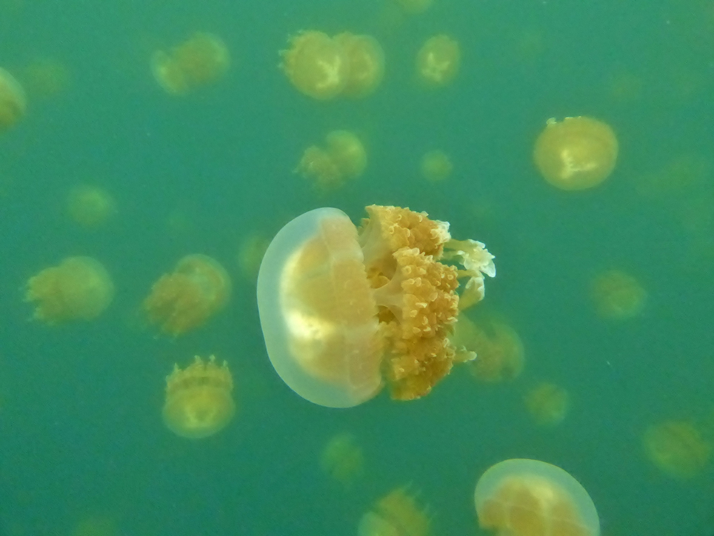 Papuan Spotted Jelly