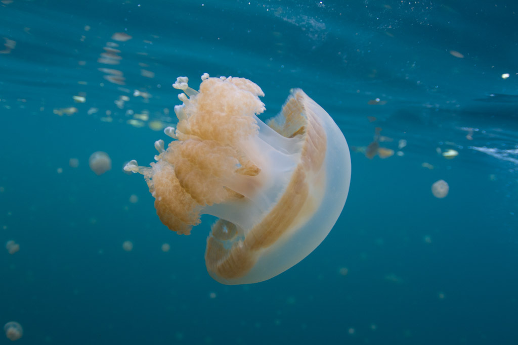 Papuan Spotted Jelly
