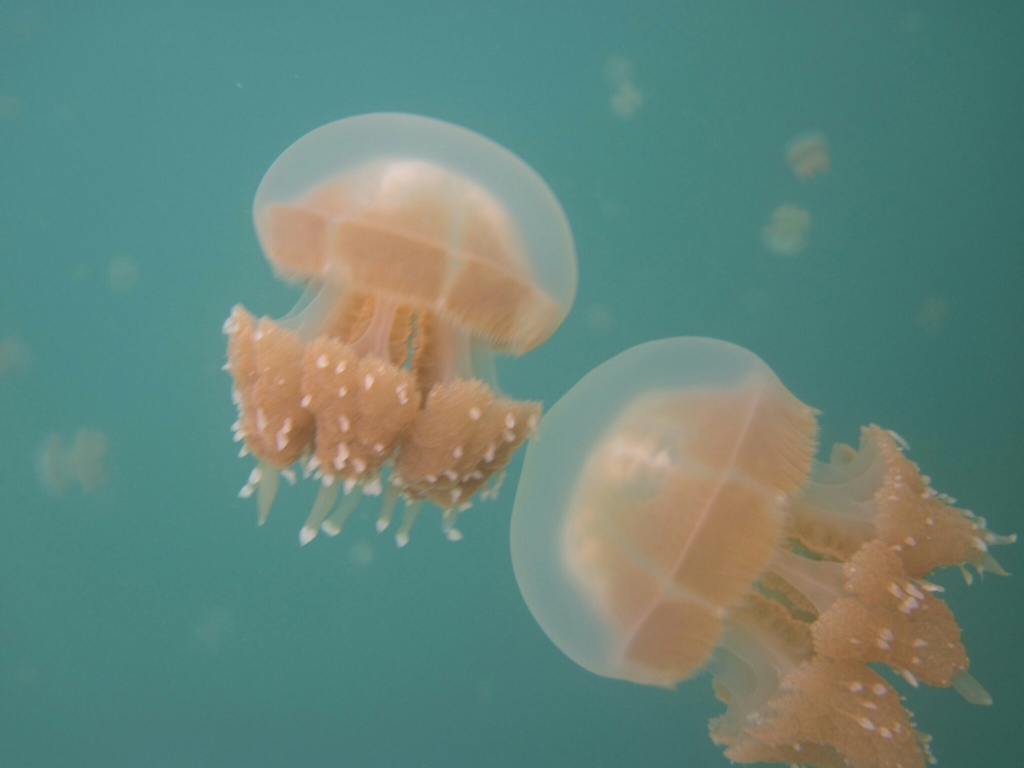 Papuan Spotted Jelly