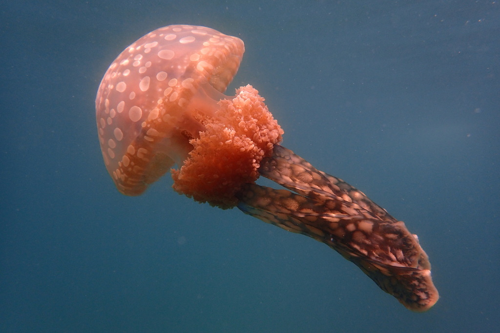 Papuan Spotted Jelly