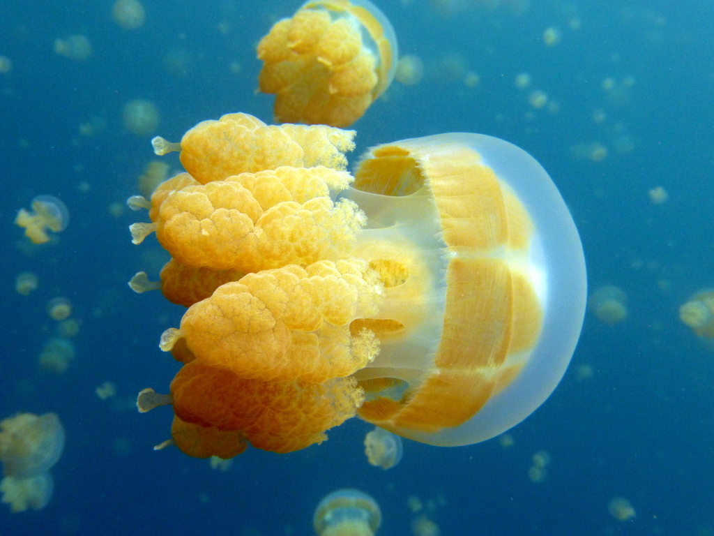 Papuan Spotted Jelly