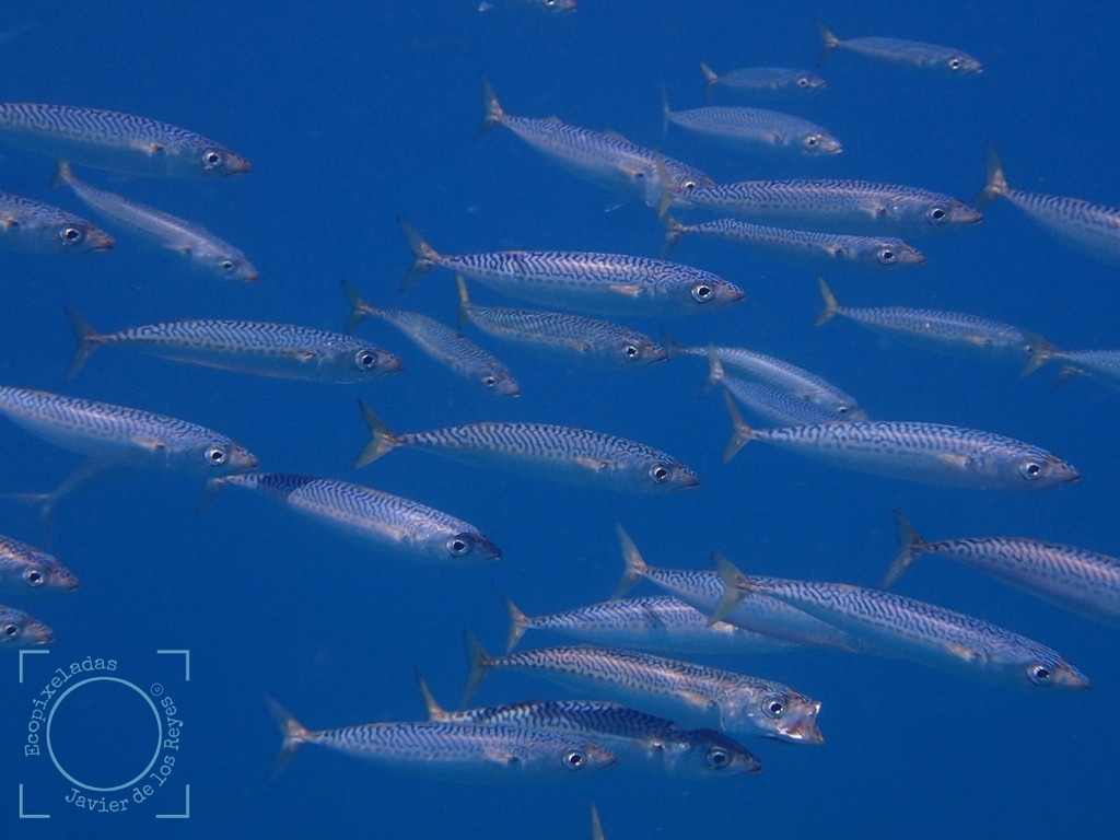 Atlantic Chub Mackerel