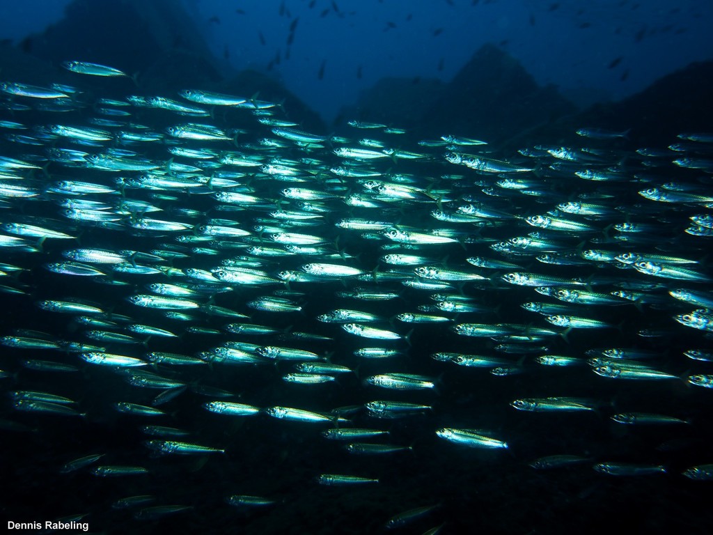 Atlantic Chub Mackerel