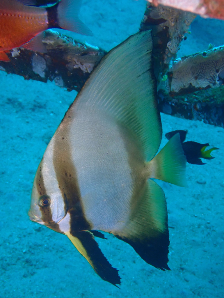 Round Batfish