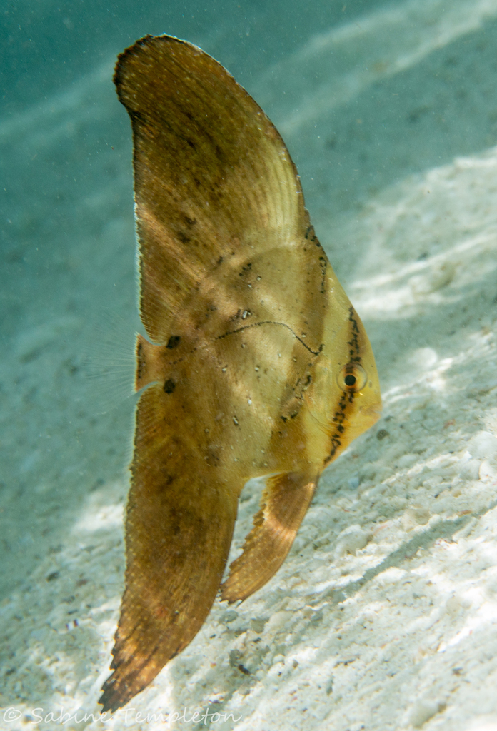 Round Batfish