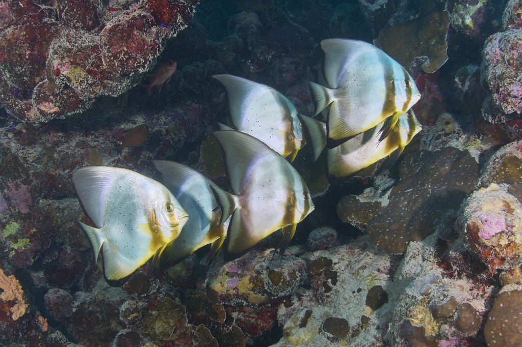 Round Batfish