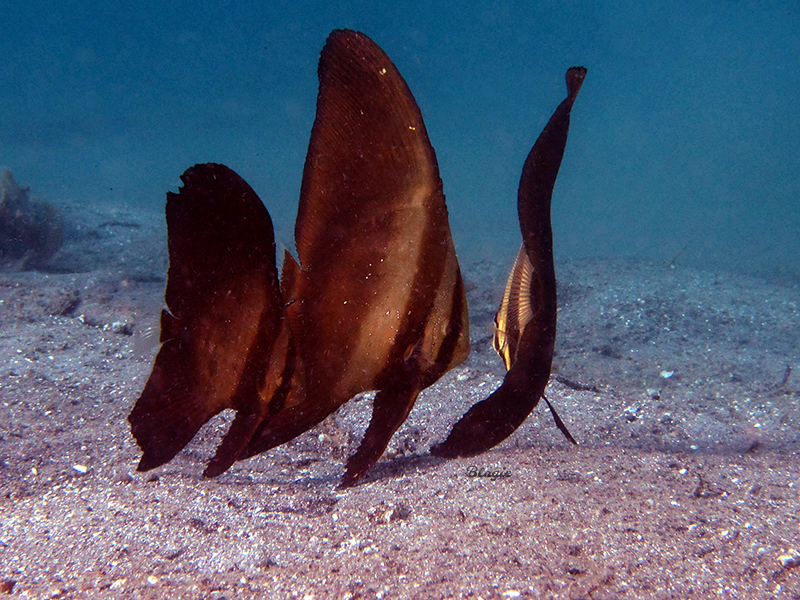Round Batfish