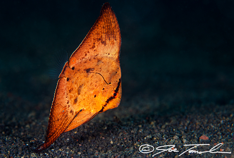 Round Batfish