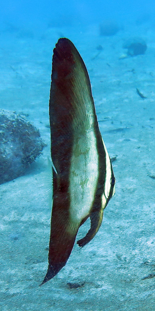 Round Batfish