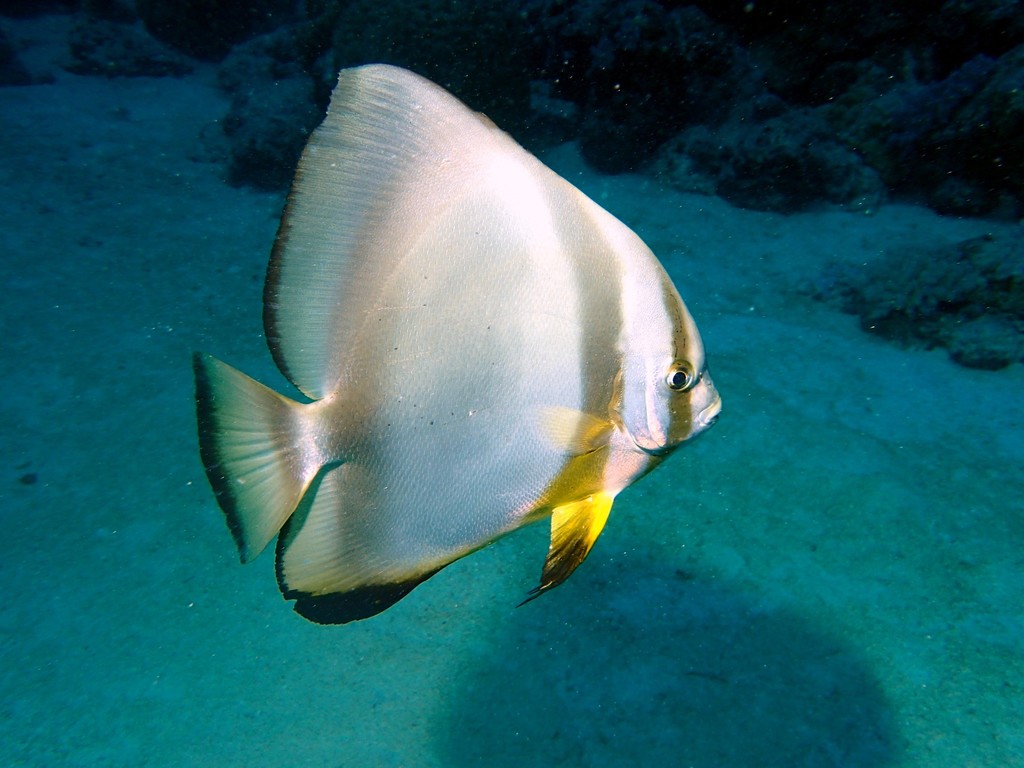 Round Batfish