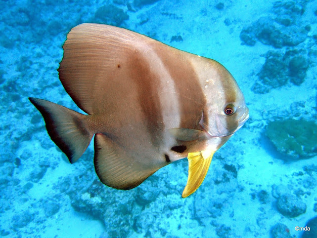 Longfin Batfish