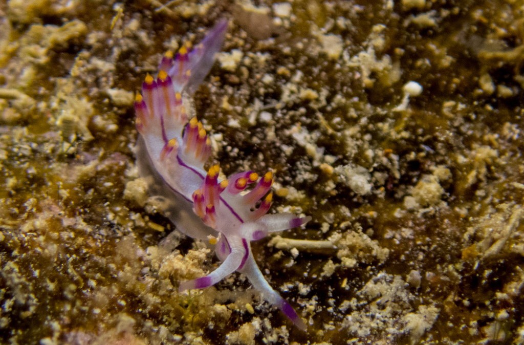 Purple Flabellina