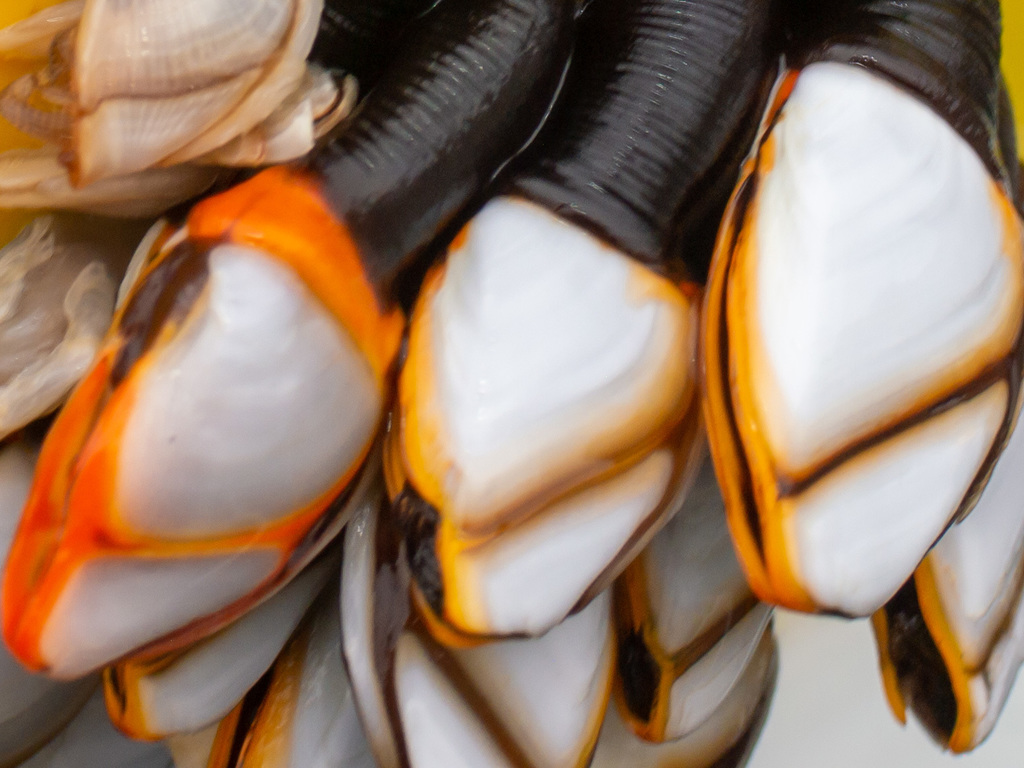Pelagic Gooseneck Barnacle