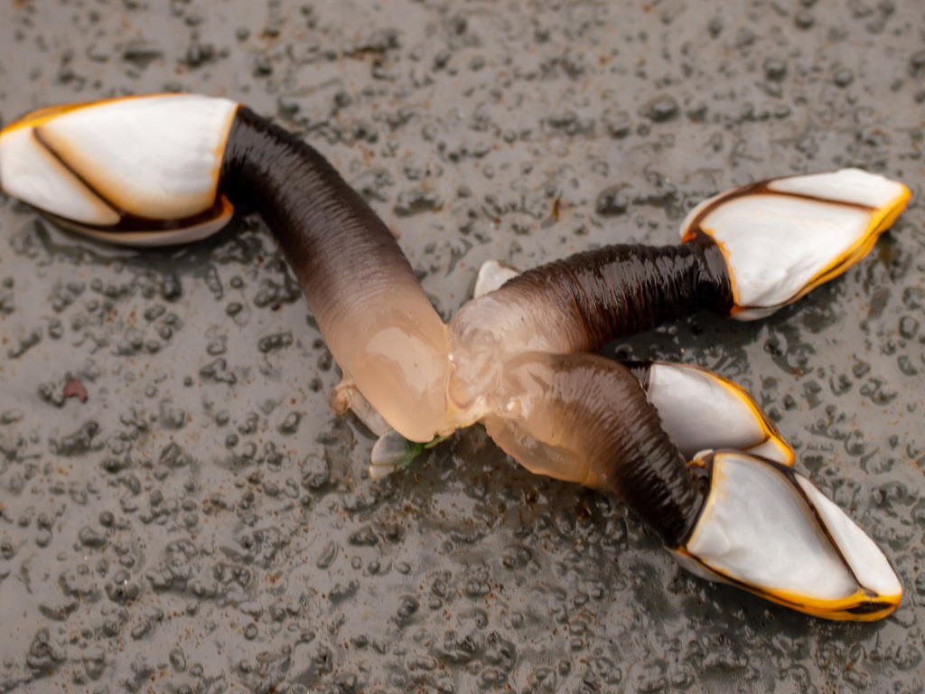 Pelagic Gooseneck Barnacle
