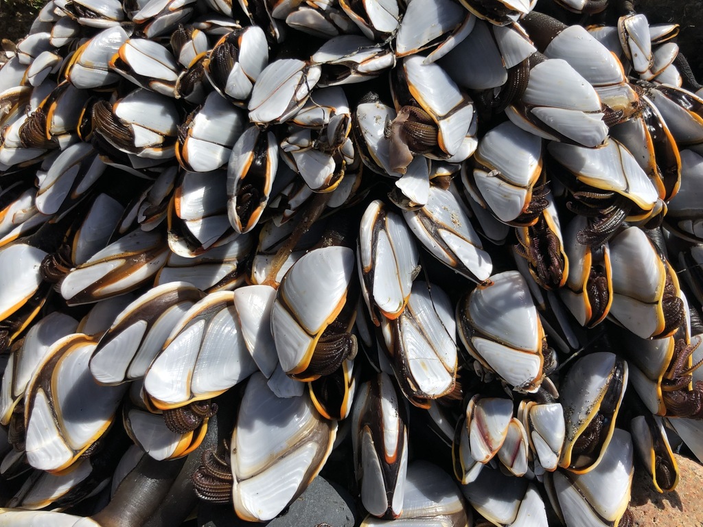Pelagic Gooseneck Barnacle