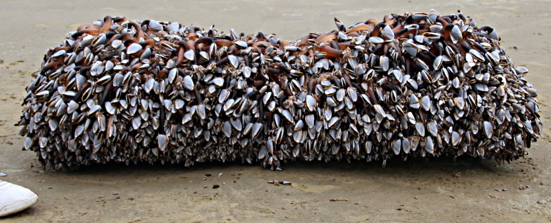 Pelagic Gooseneck Barnacle
