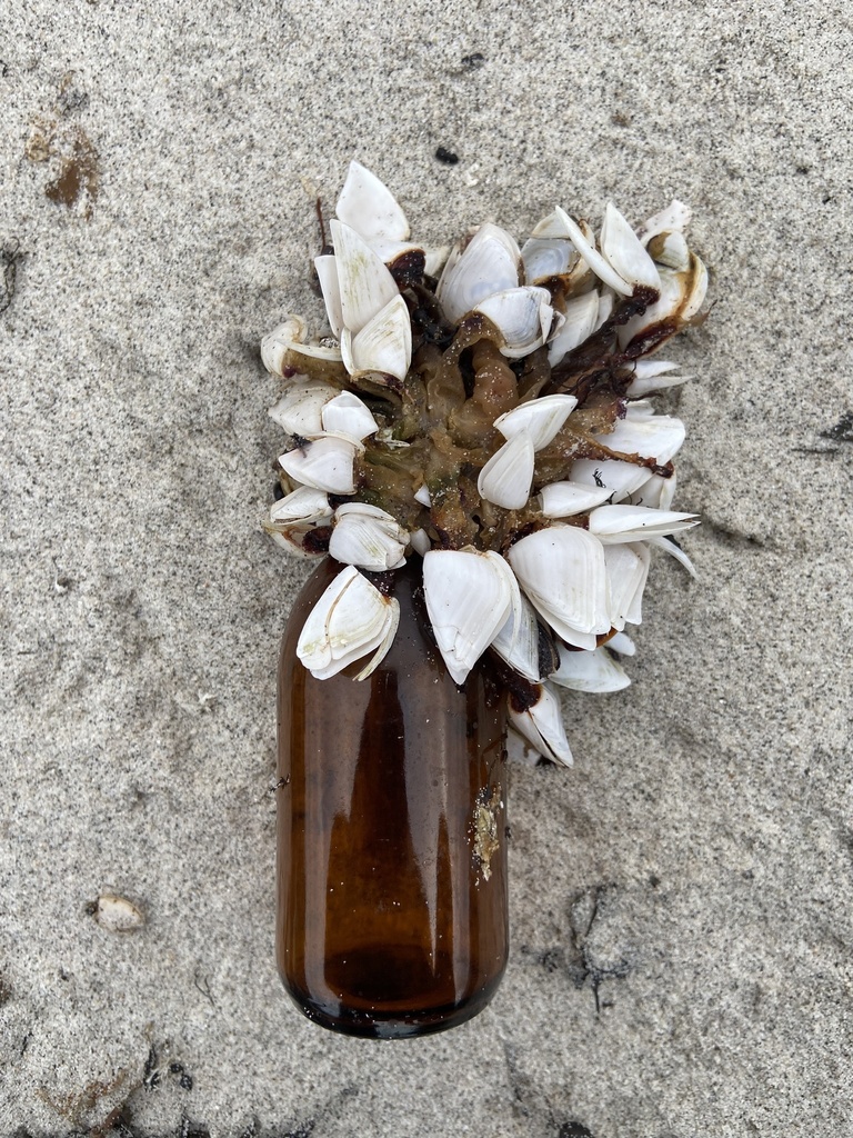 Pelagic Gooseneck Barnacle