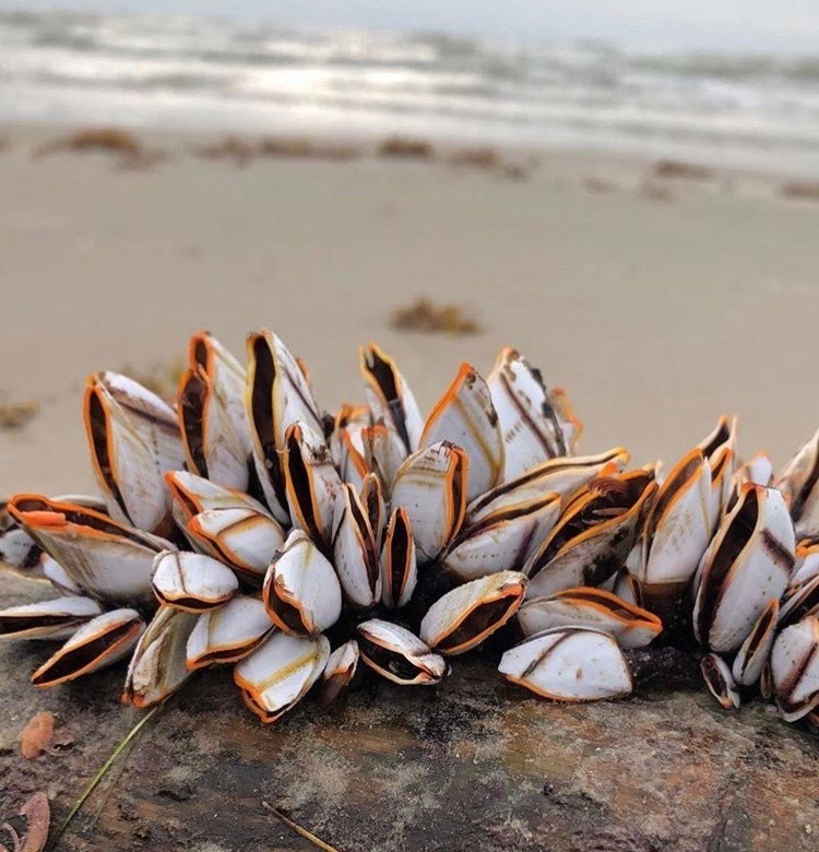 Pelagic Gooseneck Barnacle