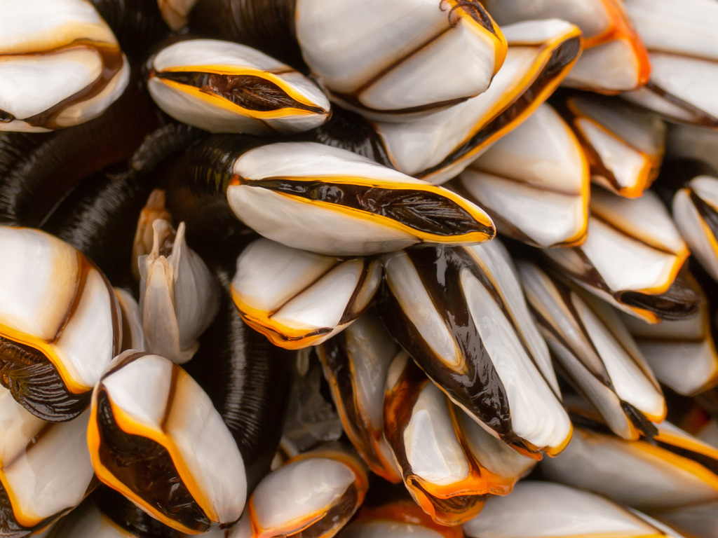Pelagic Gooseneck Barnacle