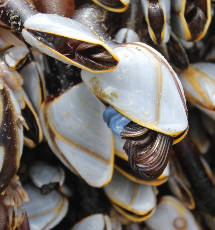 Pelagic Gooseneck Barnacle