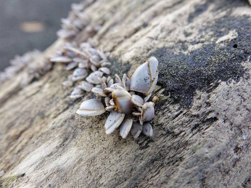 Pelagic Gooseneck Barnacle